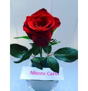 ΤΡΙΑΝΤΑΦΥΛΛΑ ΚΌΚΚΙΝΑ 60εκ. ROSEN MONTE CARLO  